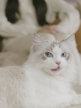Laden und Abspielen von Videos im Galerie-Viewer, Zedelmaier Selbstreinigende Katzentoilette, automatische Katzentoilette mit App-Steuerung, kein Schaufeln mehr, Sicherheitsschutz, Geruchsentfernung, großer Platz für mehrere Katzen,2kg-8.2kg
